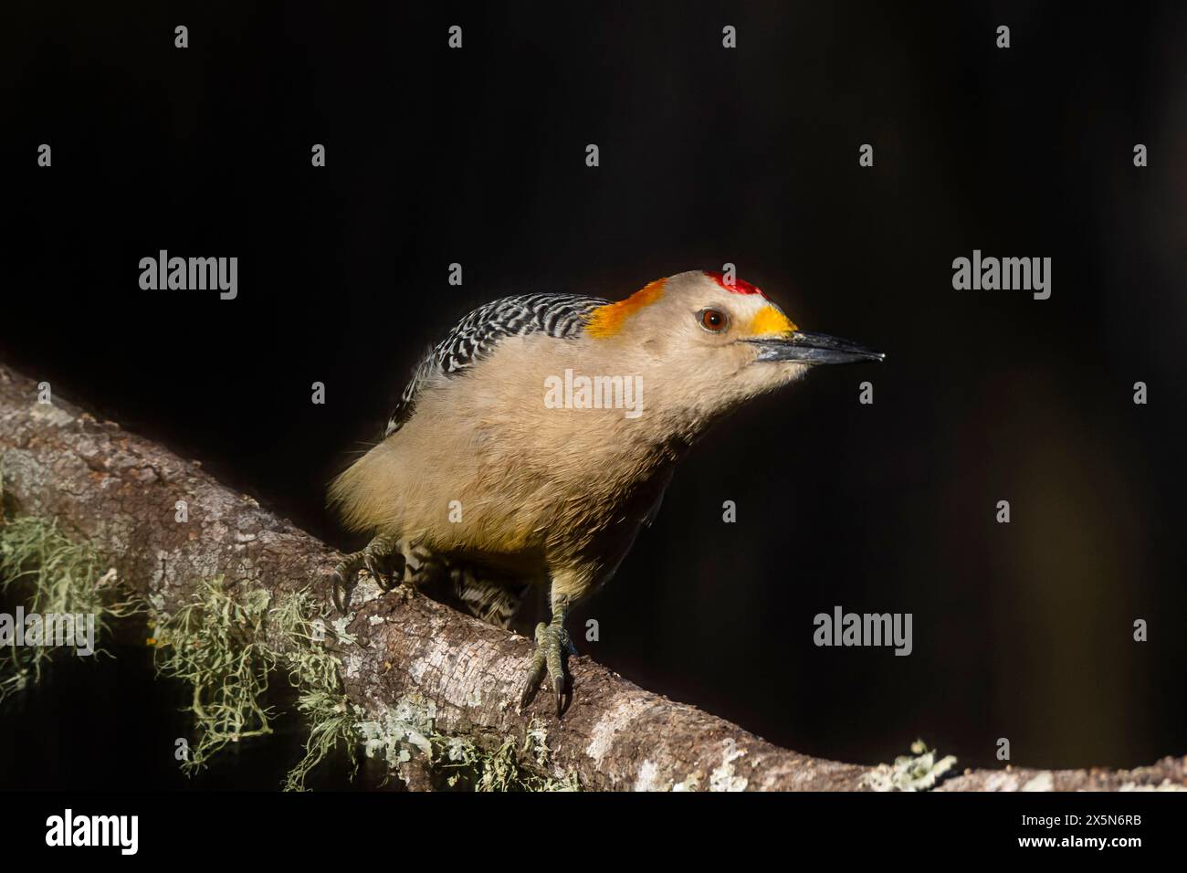 Texas Foraging Video USA, Texas, Hidalgo County. Laguna Seca Ranch, golden-fronted ...