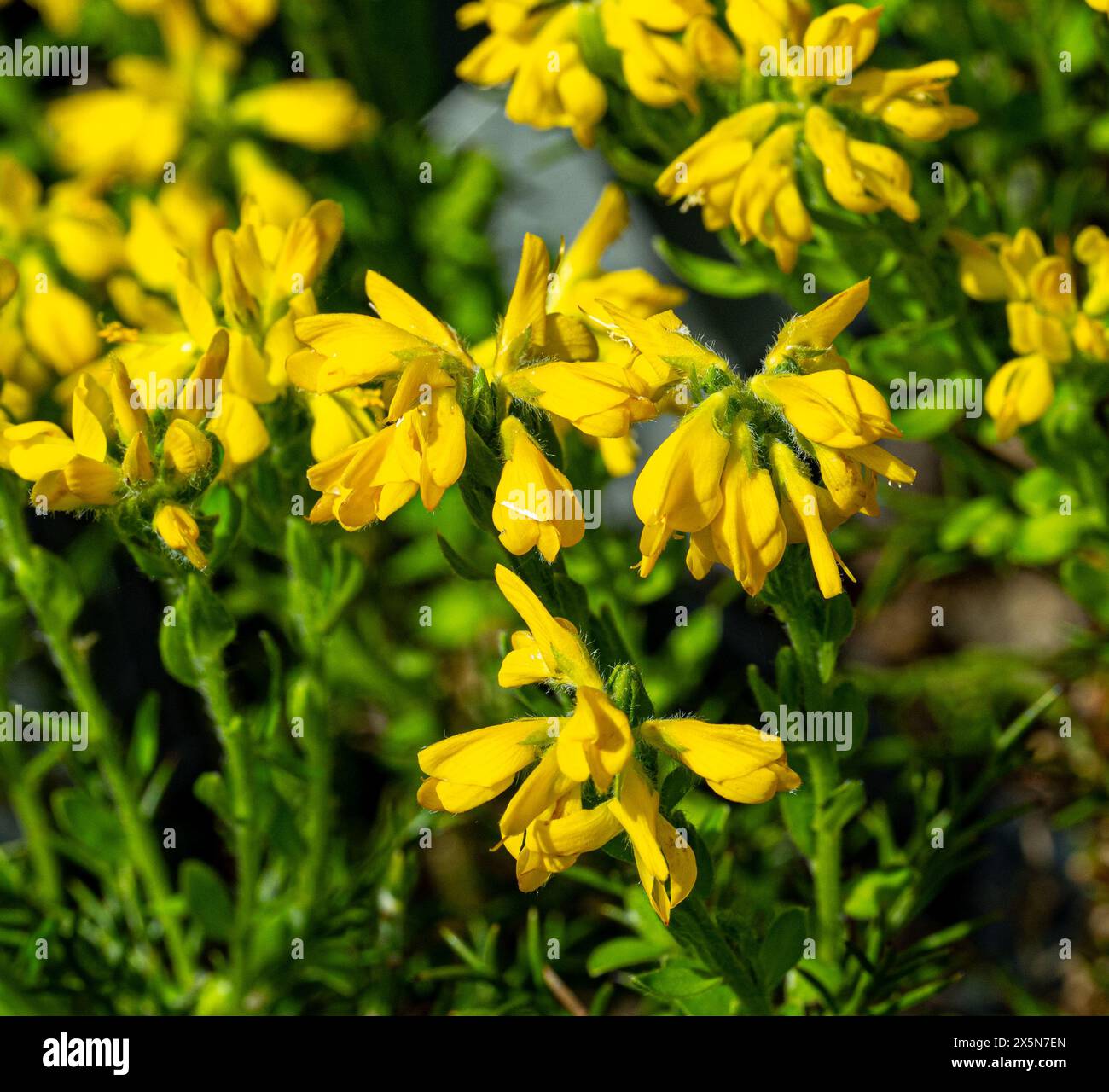 Spanish broom or spanish gorse (Genista hispanica) is a spiny shrub