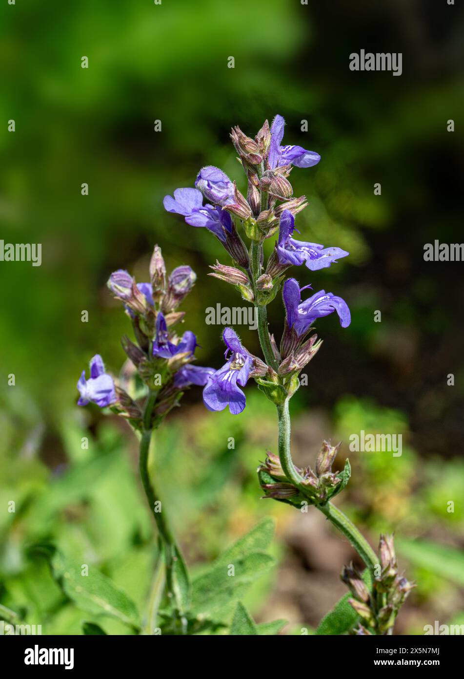 Spanish sage (Salvia lavandulifolia Vahl) is a subshrub native to Spain ...