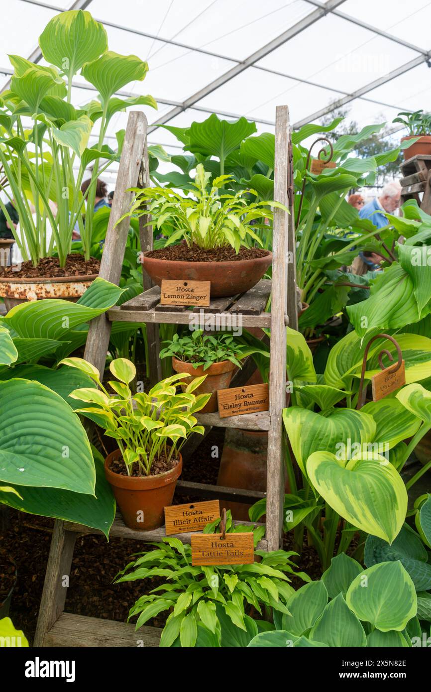 May 9th 2024. RHS Malvern Spring Festival opened today on a warm sunny day. Thousands of visitors attended the annual flower show at the Three Counties Showground in Malvern, Worcestershire, England, UK. The event is held over 4 days, ending on the 12th May 2024. Pictured: display of hostas inside the floral marquee Stock Photo