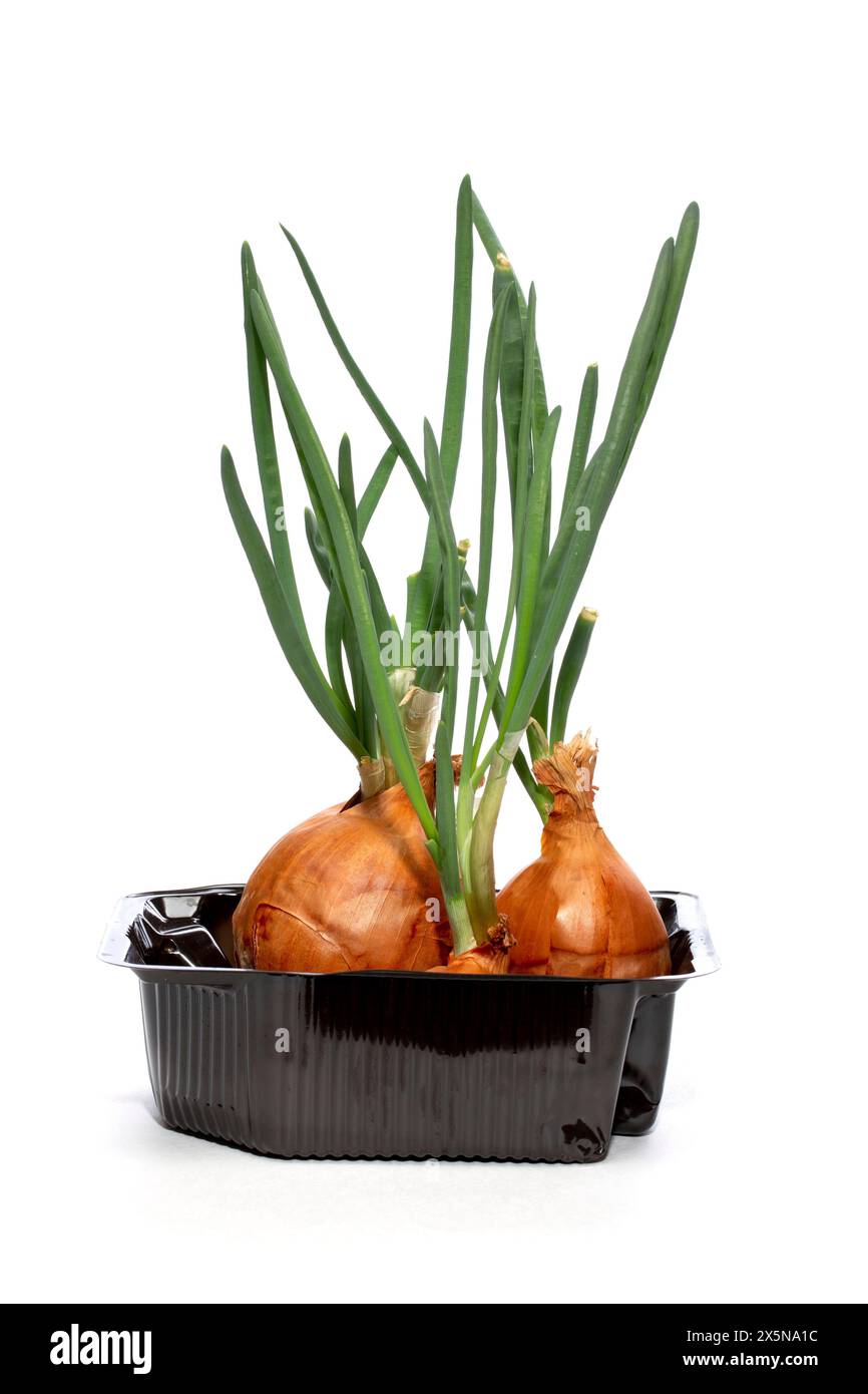 Green sprouted onion in a container on a white background Stock Photo