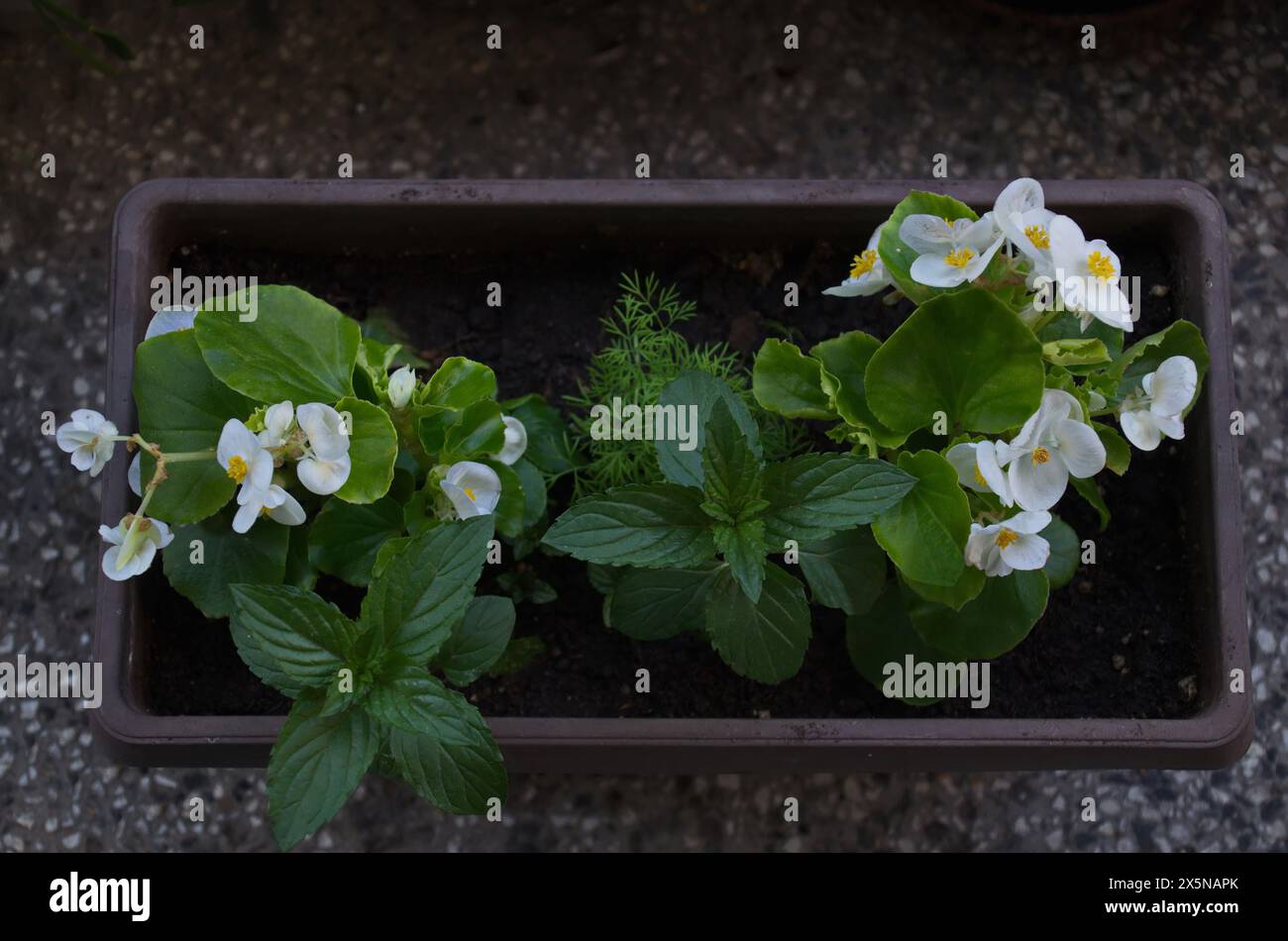 Blooming white begonia and fresh sprouted stems of Mentha or mint on the balcony in a pot, Sofia, Bulgaria Stock Photo