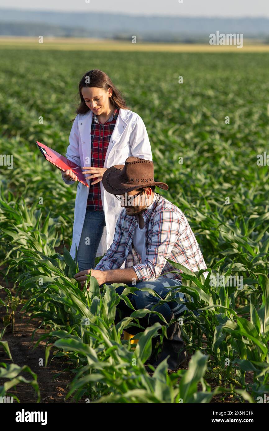 Farmer and woman agronomist in white coat standing in young corn field ...