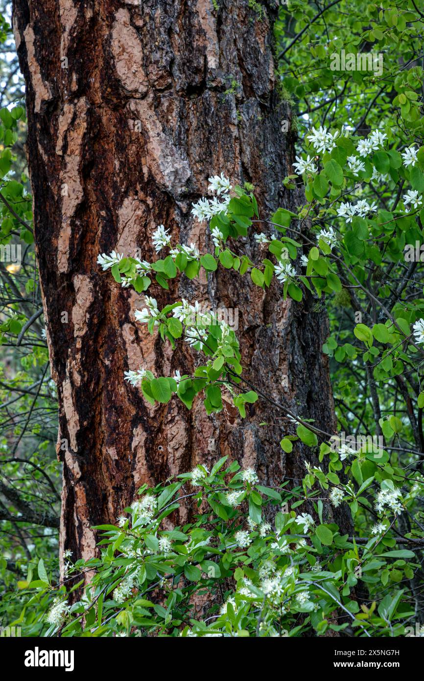 WA25293-00...WASHINGTON - A Western Serviceberry bush and a large Ponderosa Pine in the forest near Leavenworth. Stock Photo