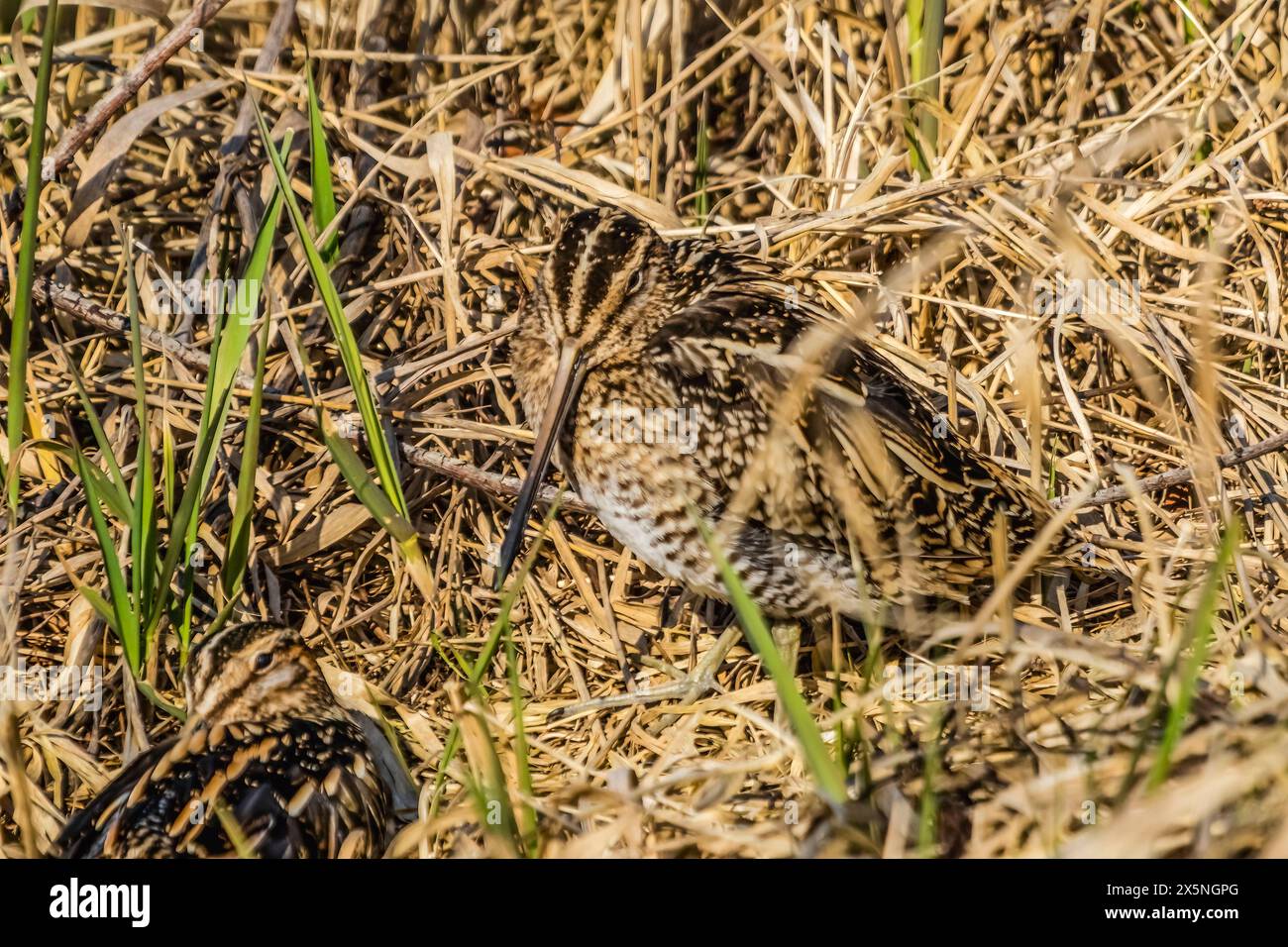 Wilson's snipes hiding in grass, Juanita Bay Park, Kirkland, Washington State. Stock Photo