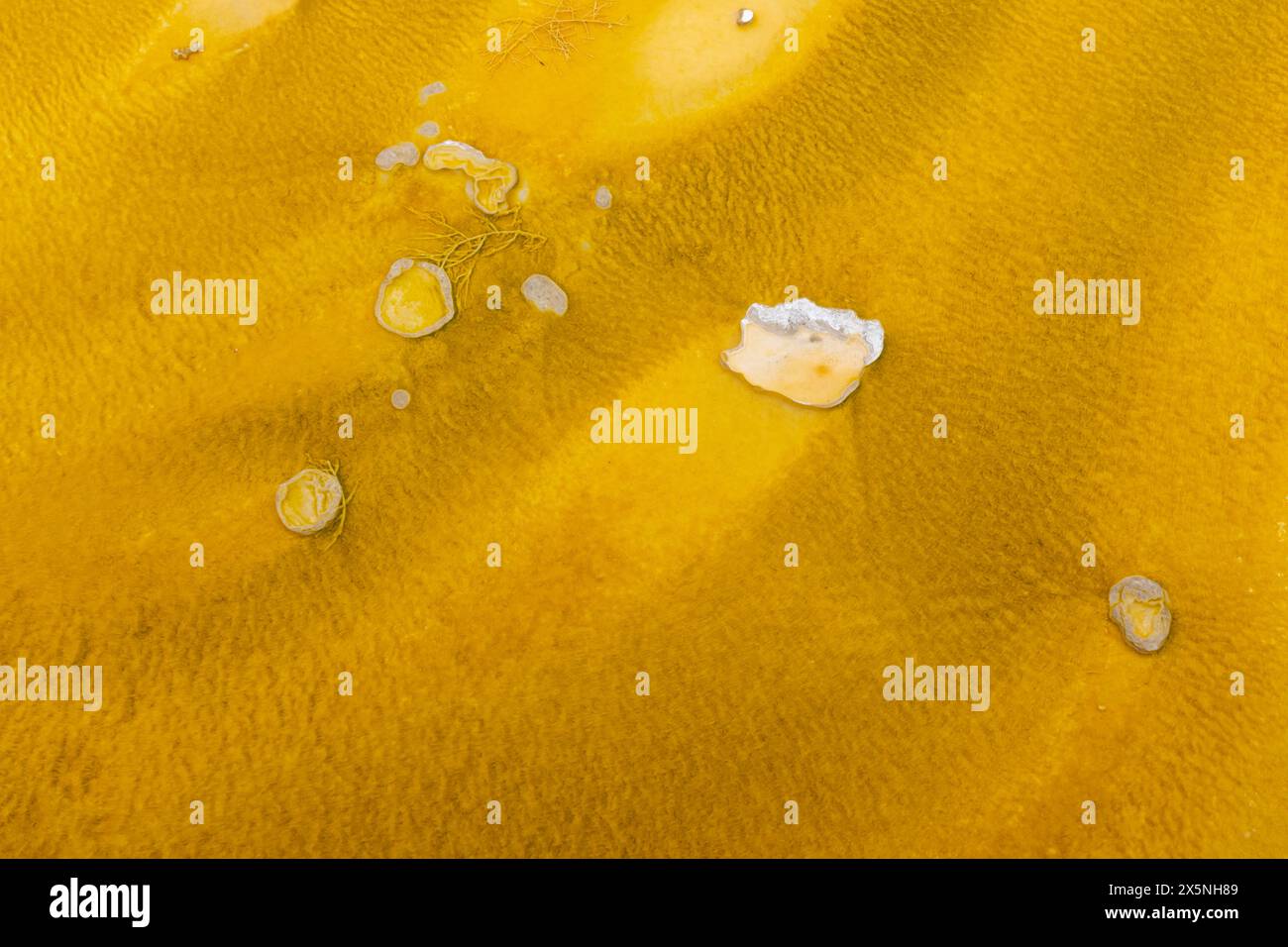Ear shells hi-res stock photography and images - Alamy