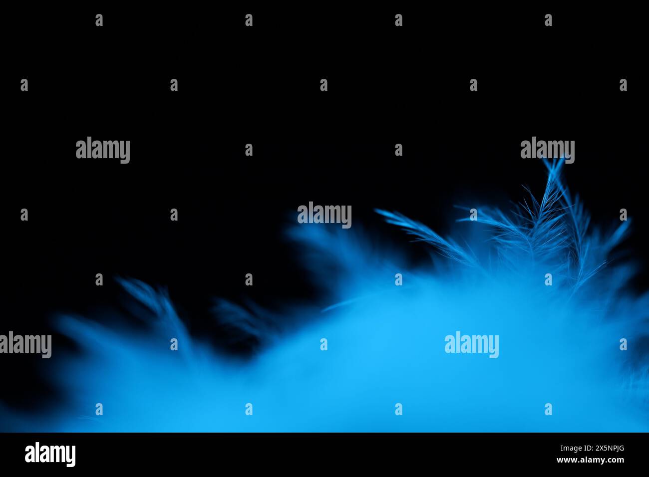 Blue texture abstract on black background, bird feather Stock Photo