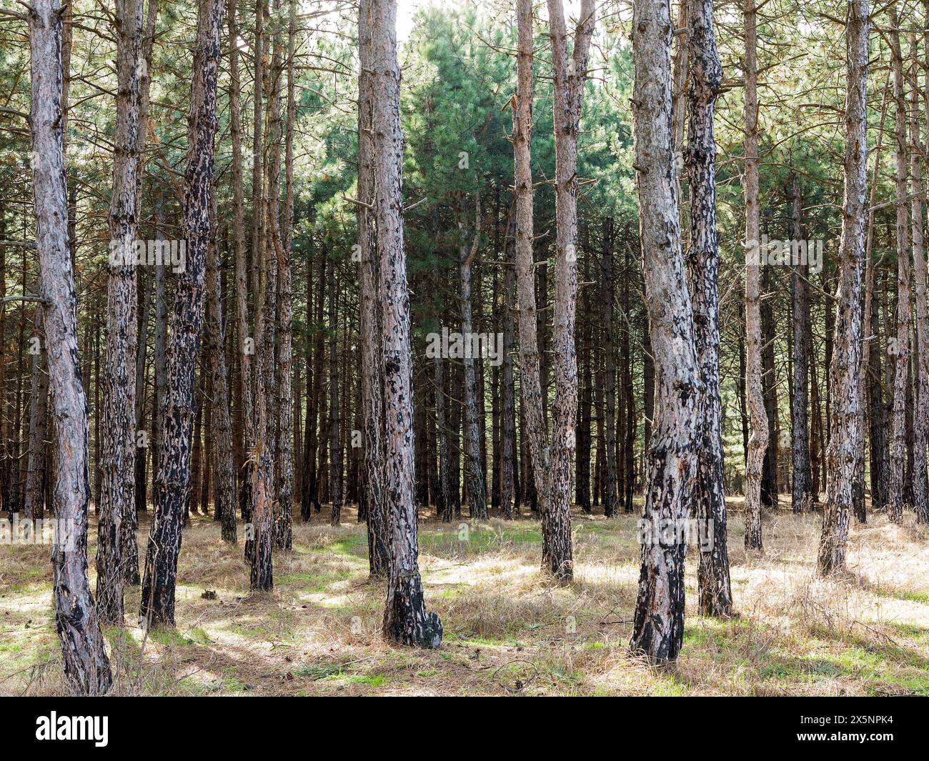 Light pouring through the trees hi-res stock photography and images - Alamy