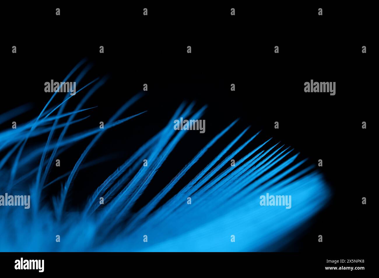 Blue texture abstract on black background, bird feather Stock Photo