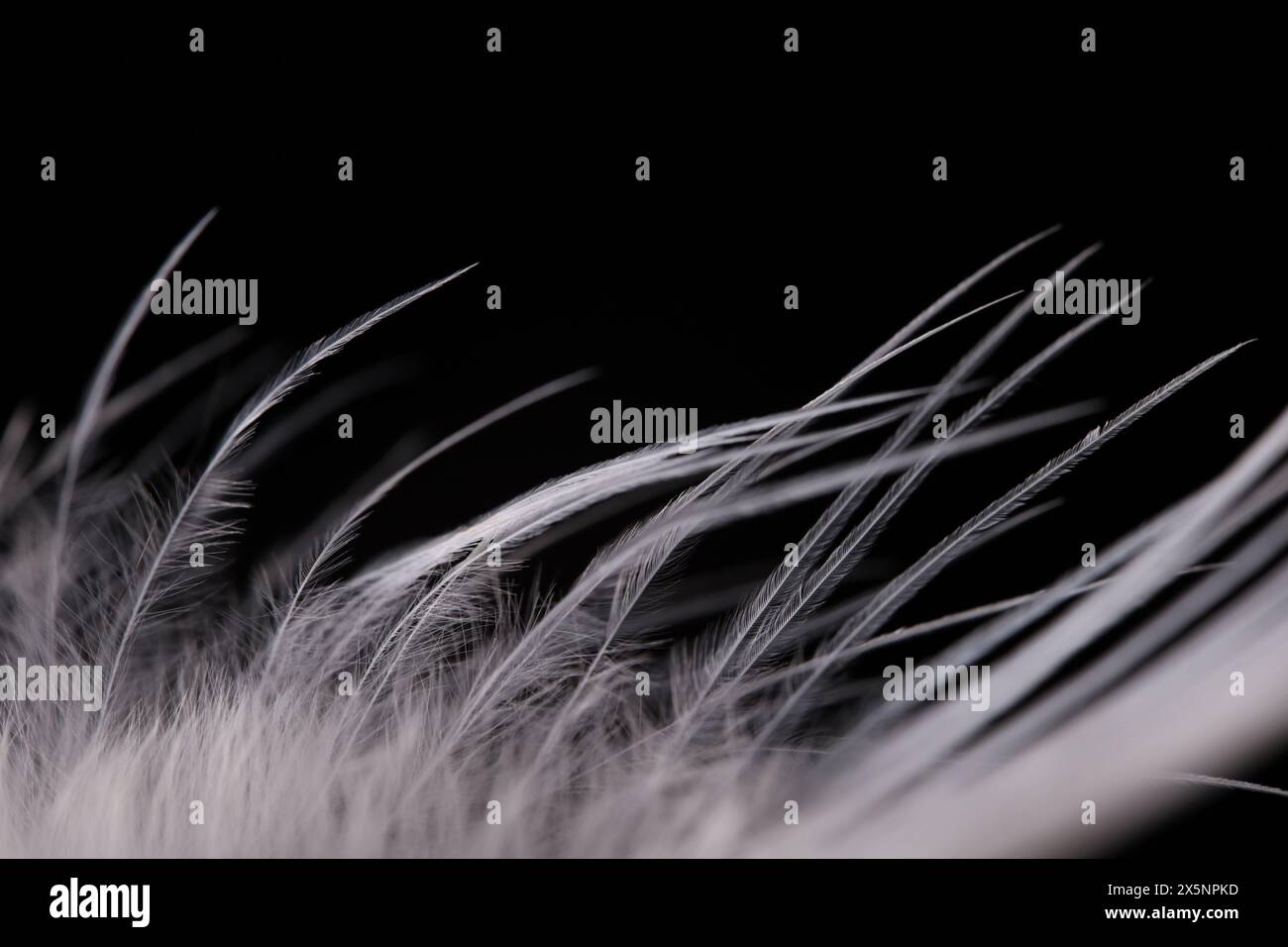 White texture abstract on black background, bird feather Stock Photo