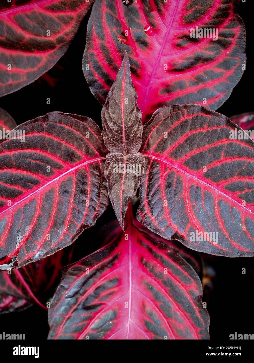 heavy duty plant hanger Kingsyard 4 Pack Wall Plant Hanger main image 1