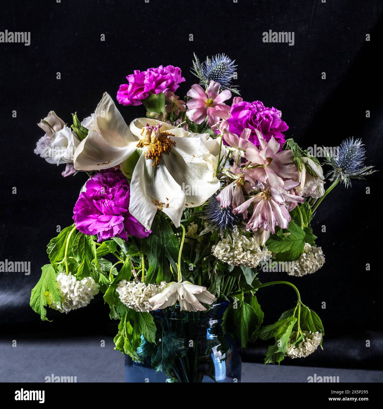 A delicate arrangement of old wilting flowers in a striking blue vase contrasts beautifully against the deep black background, symbolizing the passing Stock Photo