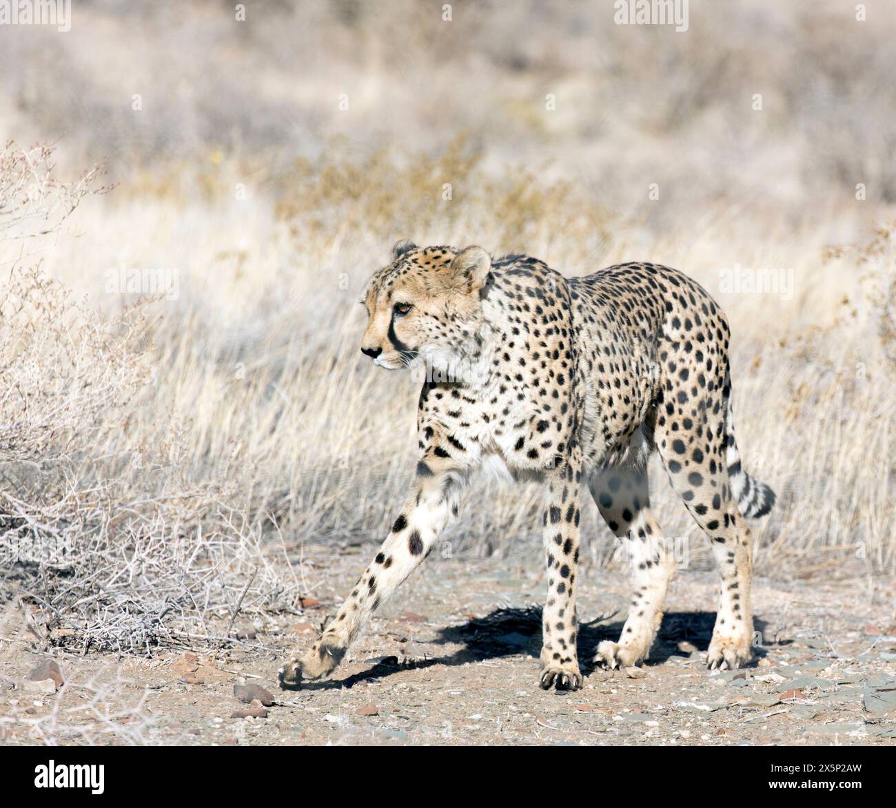 a photo of cheeta in Namibia Stock Photo - Alamy