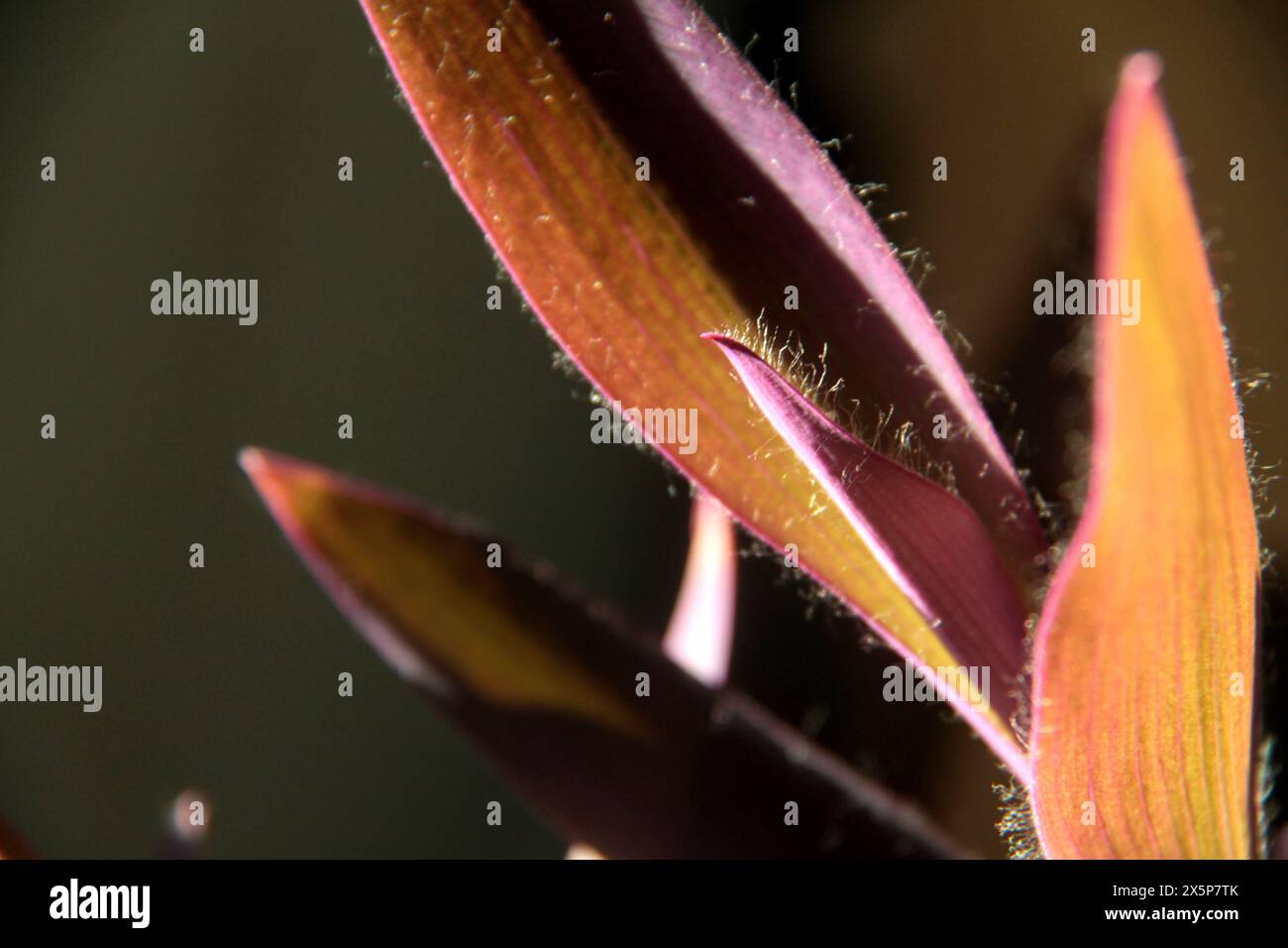 Close up of the leaves of a Purple heart (Tradescantia pallida) plant Stock Photo