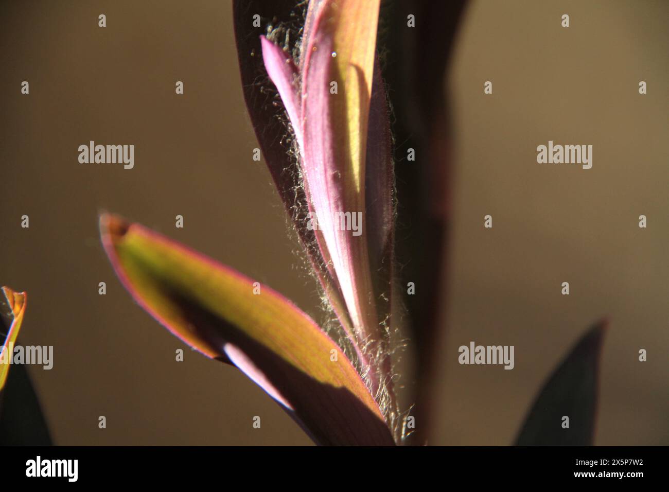 Close up of the leaves of a Purple heart (Tradescantia pallida) plant Stock Photo