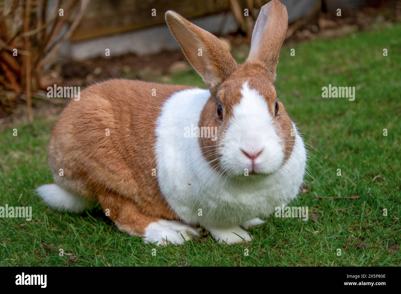 Dutch rabbit hi-res stock photography and images - Alamy