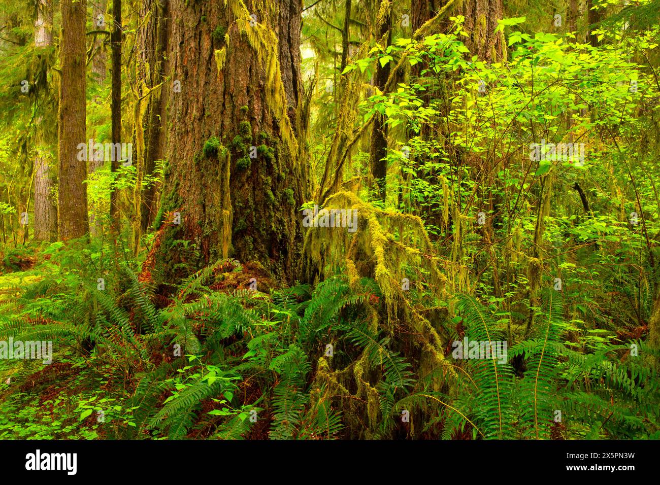 Ancient forest along North Fork Smith Trail, Kentucky Falls Special Interest Area, Siuslaw National Forest, Oregon Stock Photo