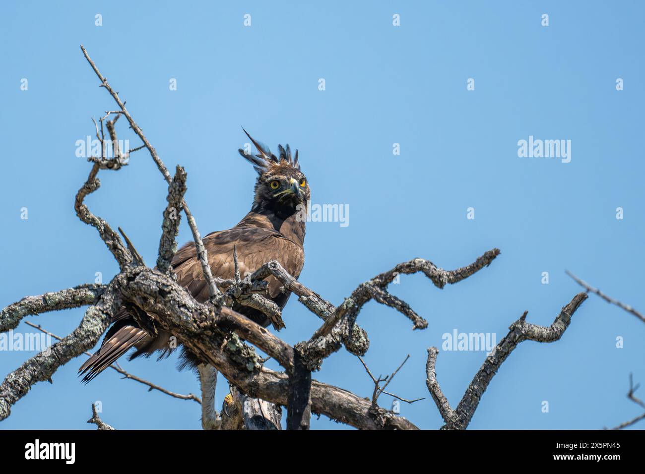 Crested Eagle perched on the dead branches of a tall tree Stock Photo