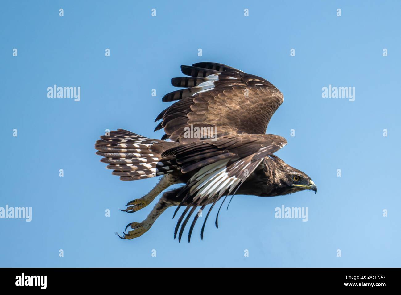 Crested Eagle in flight - wigs spread Stock Photo