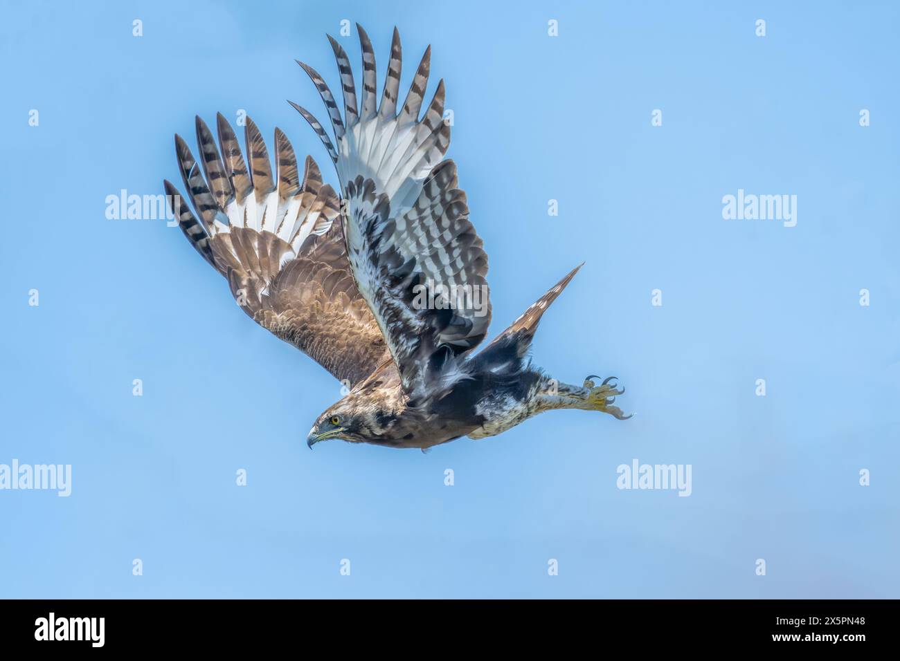 Crested Eagle in flight Stock Photo