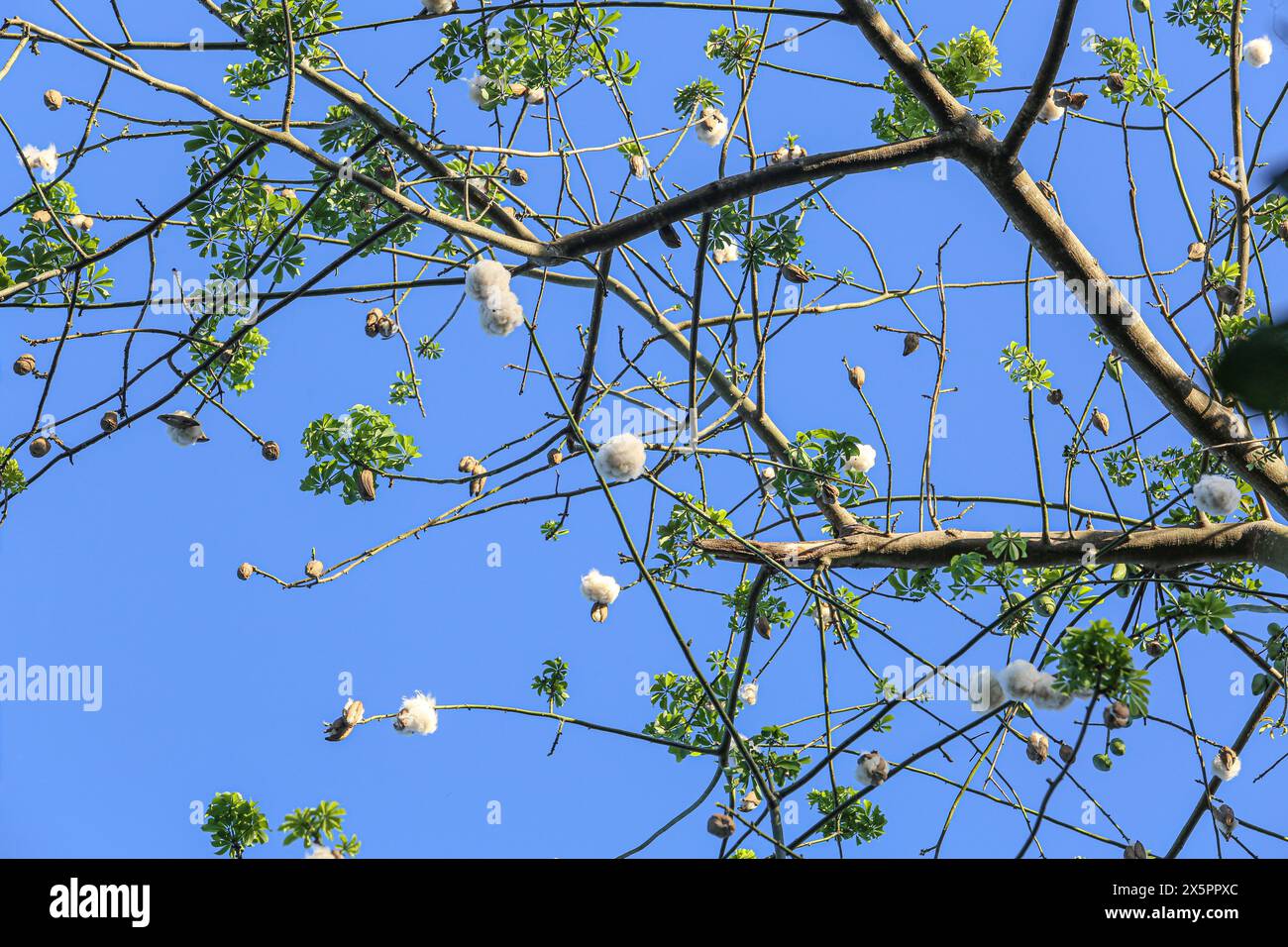 Imus, Philippines. May 10, 2024: Kapok trees (Ceiba Pentandra) bloom is late due to extreme heat & drought caused by exceptional El Nino that hit Southeast Asia. Usually, falling fluffs occur in mid-March, creating popular summer snowy scenes in tropical countries. This year, seed pods are just starting to open on trees near waterways and are still closed on trees that haven't seen rain for several months. Kapok fibers are used in organic pillows/duvets. For many weeks, heat indices in many areas have reached danger level for humans, animals and vegetation. Credit: Kevin Izorce/Alamy Live News Stock Photo