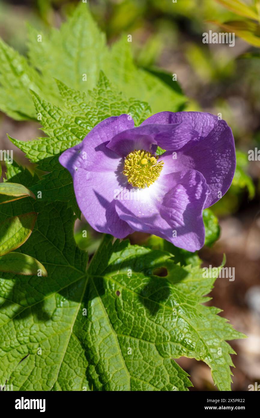 Japanese wood poppy, Lunddocka (Glaucidium palmatum) Stock Photo