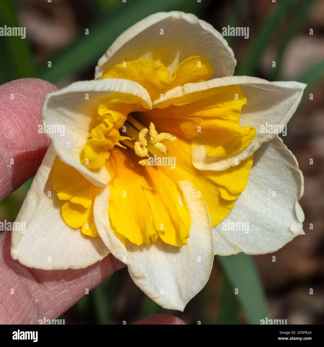 'Orangery' Daffodil, Påsklilja (Narcissus hybrid) Stock Photo