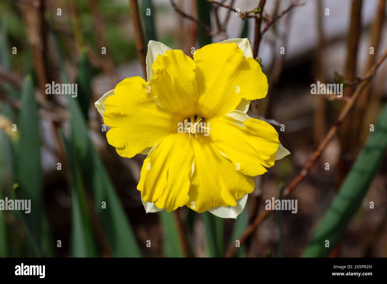 'Banana Daiquiri' Daffodil, Påsklilja (Narcissus hybrid) Stock Photo