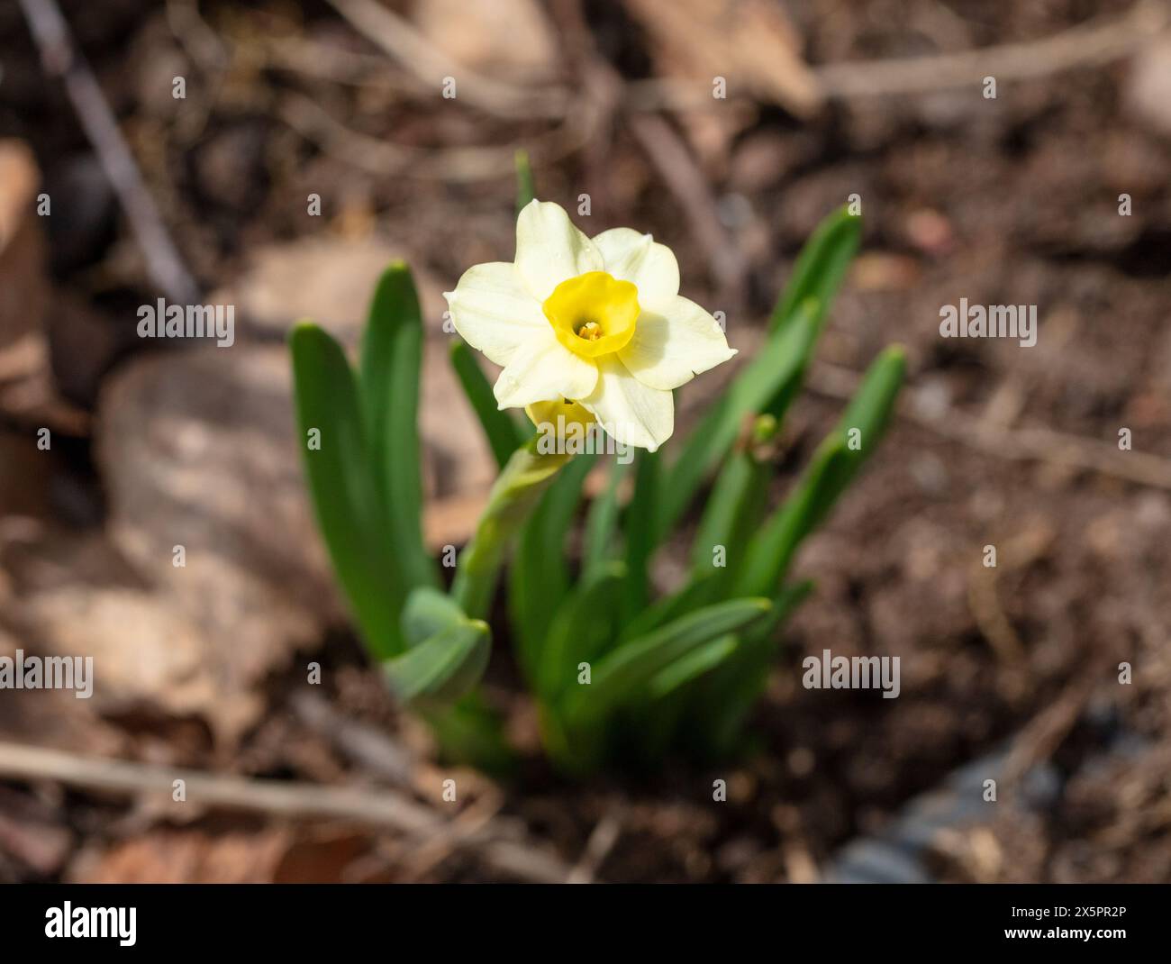 'Minnow' Daffodil, Påsklilja (Narcissus hybrid) Stock Photo