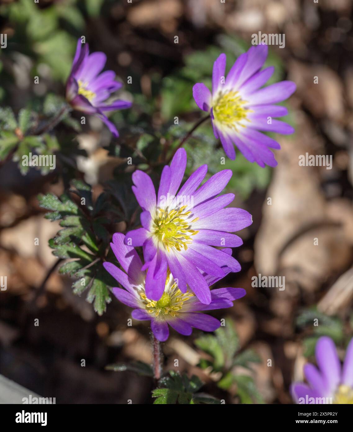 'Charmer' Balkan anemone, Balkansippa (Anemonoides blanda Stock Photo 