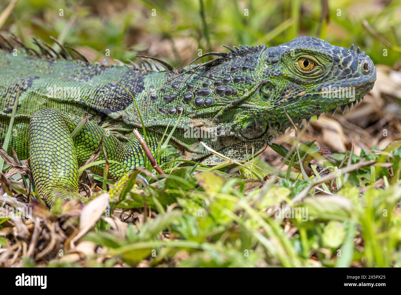 Green iguana near a canal in Palm Beach County, Florida. (USA) Stock Photo