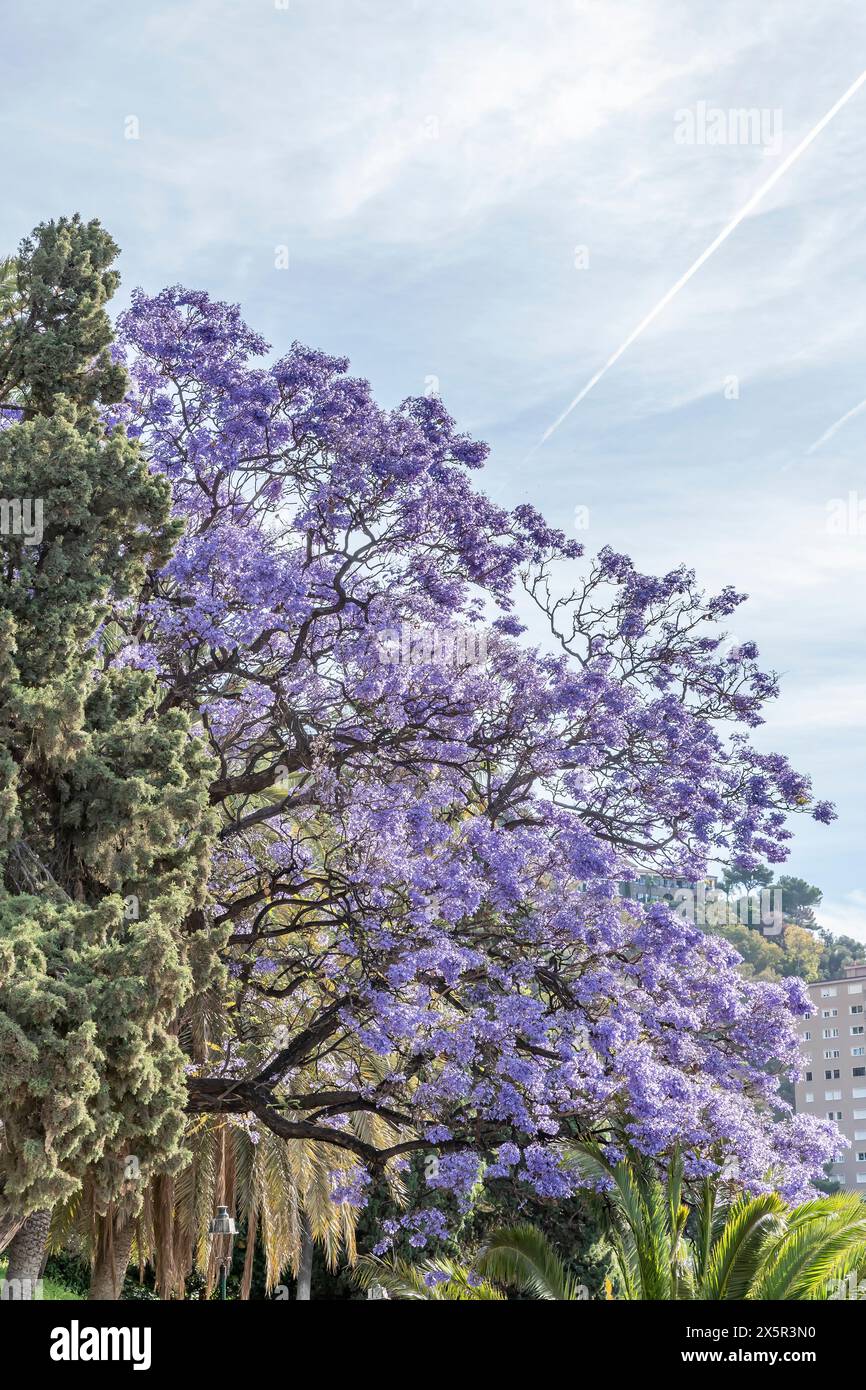 A beautiful Jacaranda tree in bloom near the Alcazaba in Malaga, Spain Stock Photo