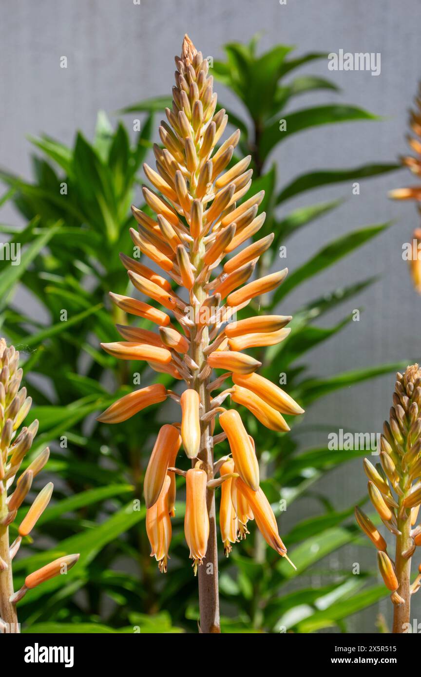 Aloe vera flower in spring Stock Photo