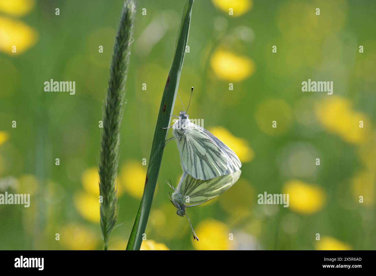 Green-veined white (Pieris napi), butterfly, macro, two, mating, meadow, Two butterflies cling to each other. One Insect holds on to a blade of grass Stock Photo