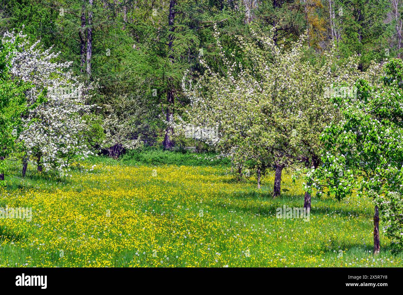 Flowering apple trees on dandelion meadow with golden buttercup (Ranunculus auricomus agg., Irsee, Swabia, Bavaria, Germany Stock Photo