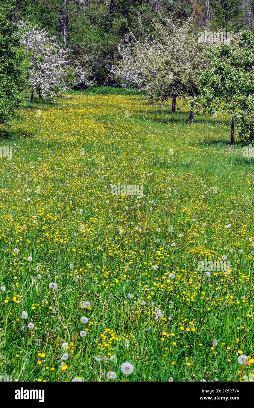 Flowering apple trees on dandelion meadow with golden buttercup (Ranunculus auricomus agg., Irsee, Swabia, Bavaria, Germany Stock Photo