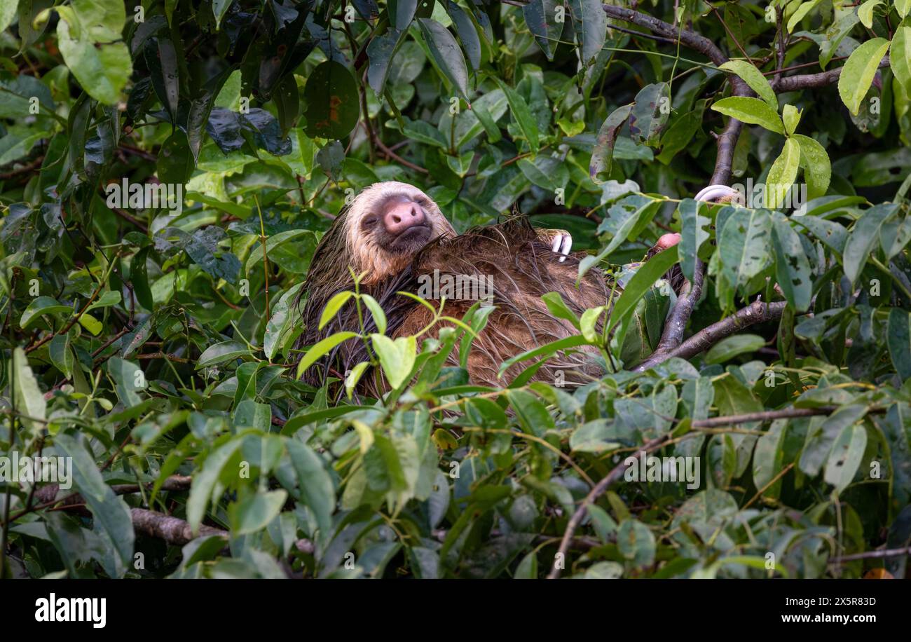 Linnaeus's two-toed sloth (Choloepus didactylus) sleeping between branches in a tree, Tortuguero Natinoal Park, Costa Rica Stock Photo