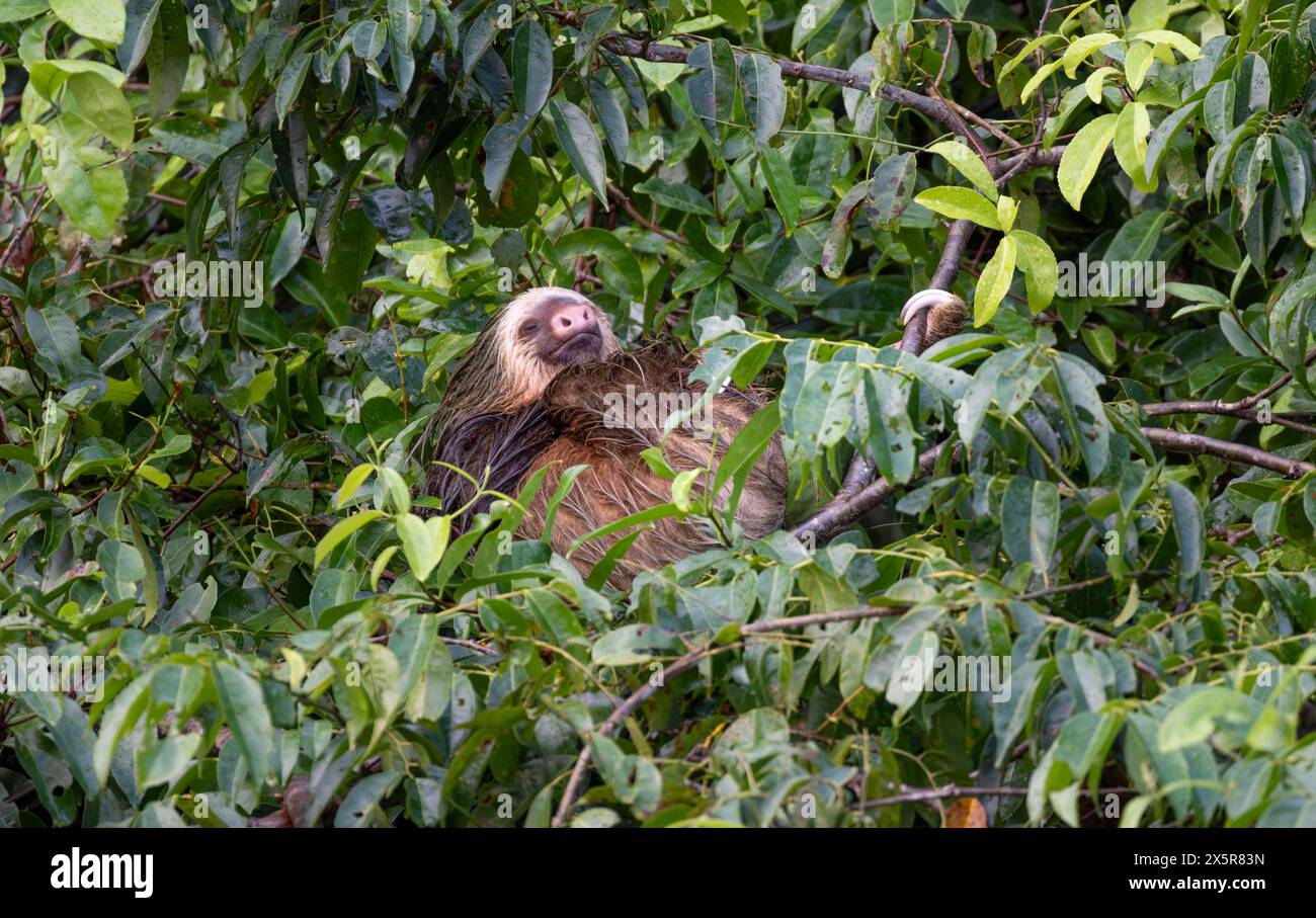 Linnaeus's two-toed sloth (Choloepus didactylus) sleeping between branches in a tree, Tortuguero Natinoal Park, Costa Rica Stock Photo