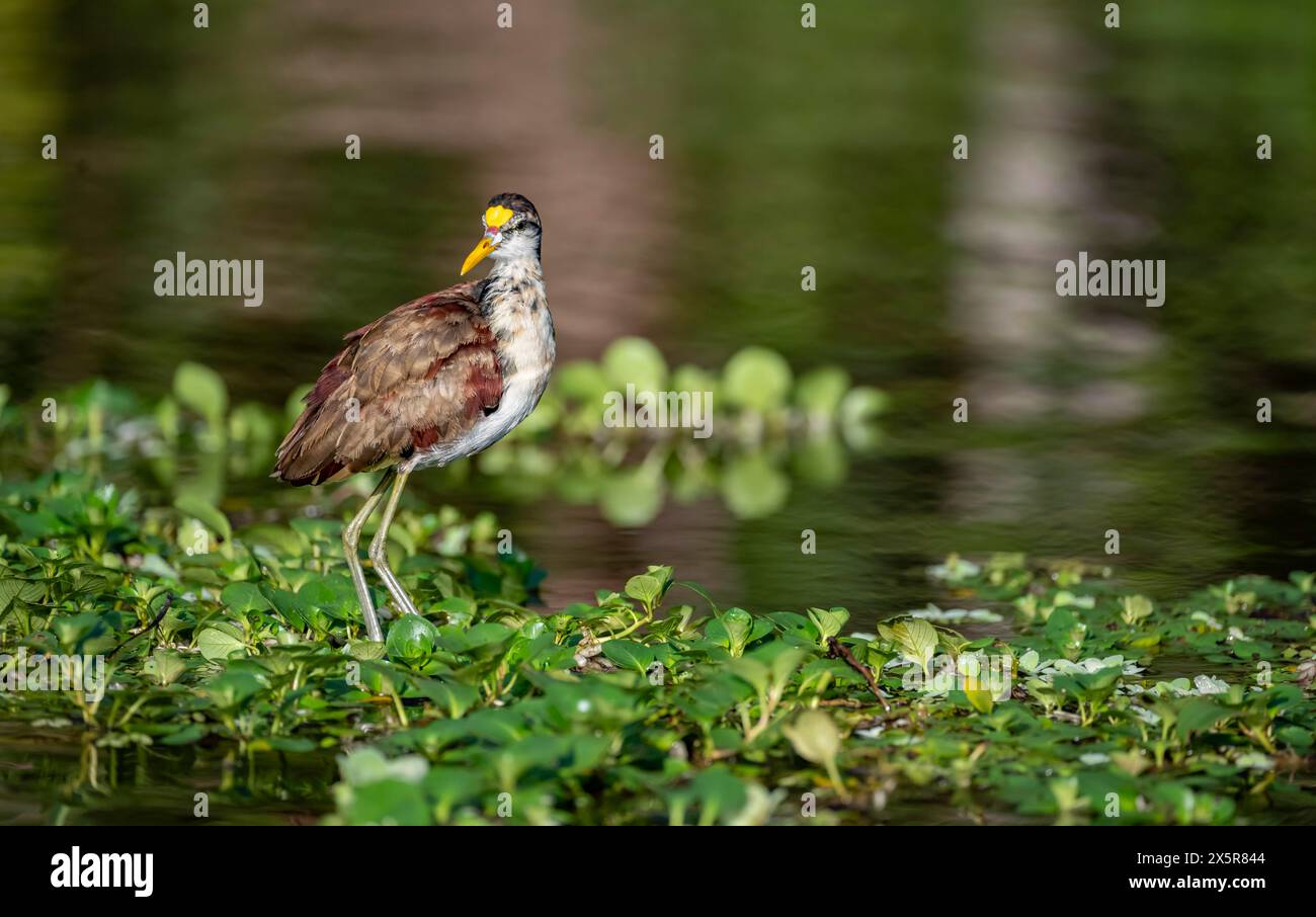 Northern jacana (Jacana spinosa), female standing on floating plants in the water, Tortuguero National Park, Costa Rica Stock Photo