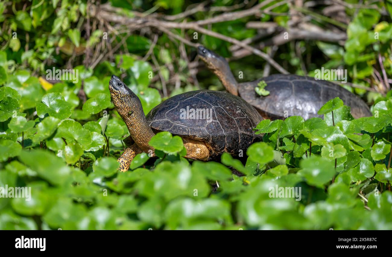 Two American tortoises (Rhinoclemmys funerea) among aquatic plants, Tortuguero National Park, Costa Rica, Central America Stock Photo