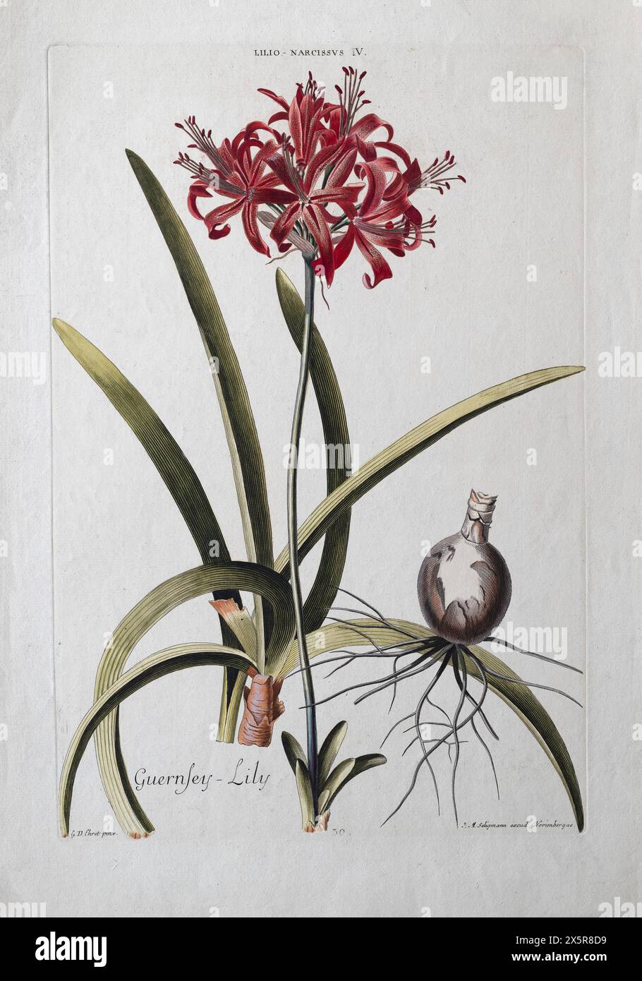 Narcissus or Guernsey Lily, old coloured copperplate engraving by J. M. Seligmann after Georg Ehret from the Hortus Nitidissimis, Nuremberg 1768, 1786 Stock Photo