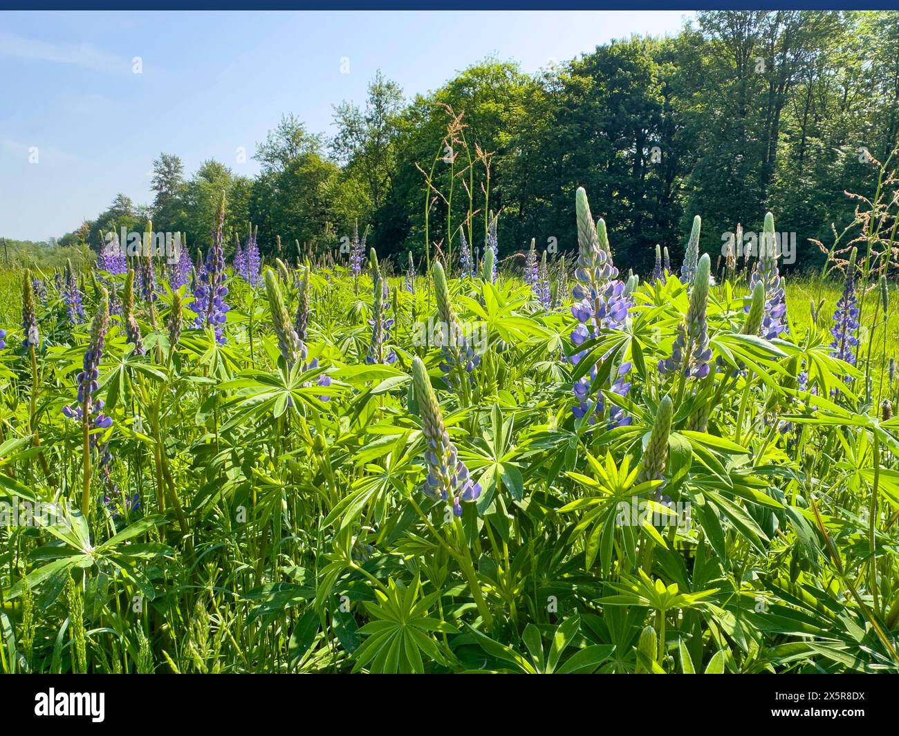 Wild Narrow-leaved lupin (Lupinus angustifolius) growing in the wild in a landscape conservation area, Grafenwald, North Rhine-Westphalia, Germany, Eu Stock Photo