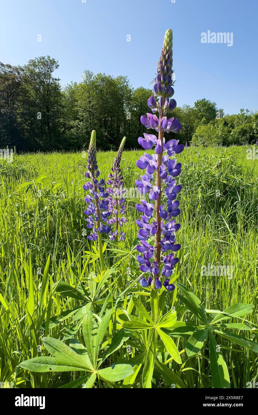 Wild Narrow-leaved lupin (Lupinus angustifolius) growing in the wild in a landscape conservation area, Grafenwald, North Rhine-Westphalia, Germany, Eu Stock Photo