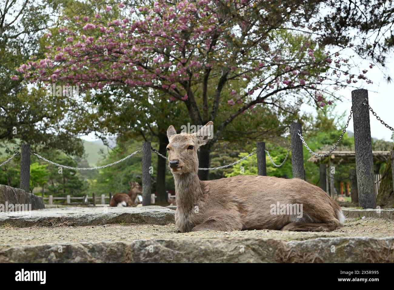 a deer lay on the field for rest in the park Stock Photo