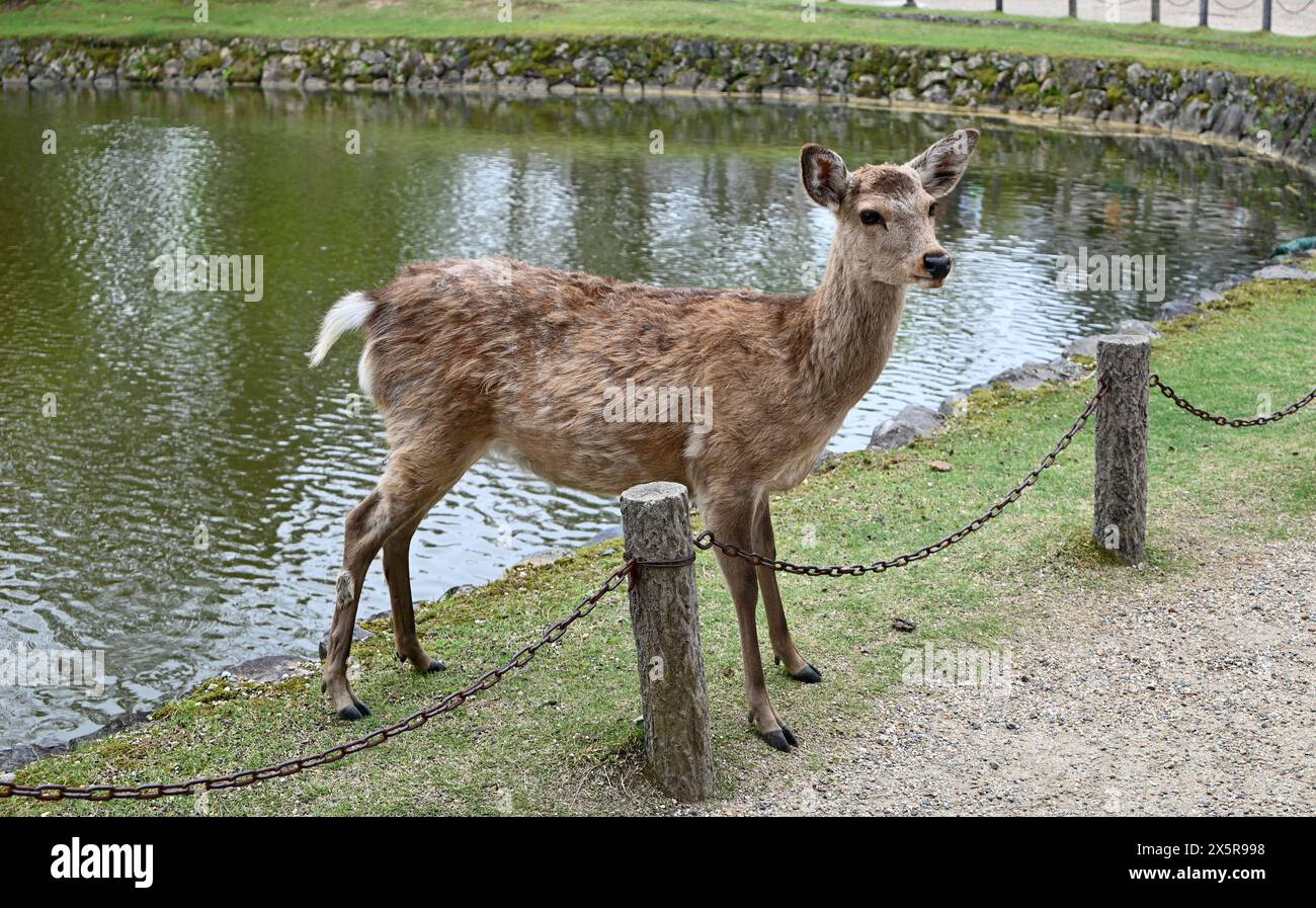 a brown deer on the edge of pond in the park Stock Photo