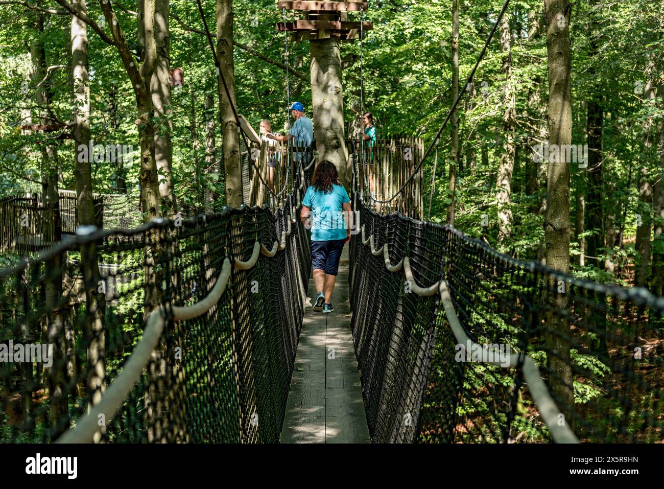 Sporty woman, tourist in treetop path, suspension bridges, ropes, nets, beech forest, family excursion, summit mountain Hoherodskopf, Tertiary Stock Photo