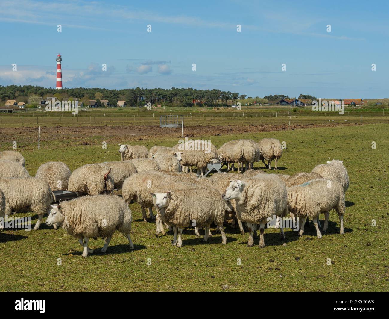 Ameland island in the netherlands Stock Photo
