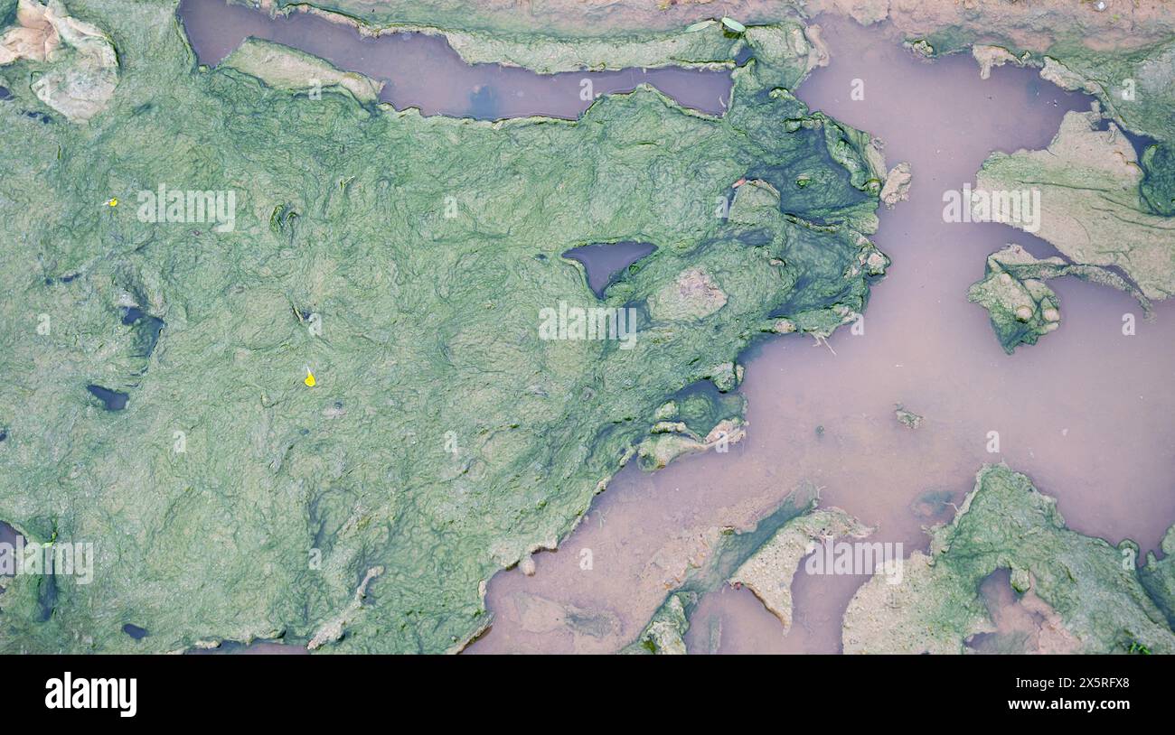 Filthy water next to an agricultural field, fertilizers and pesticides