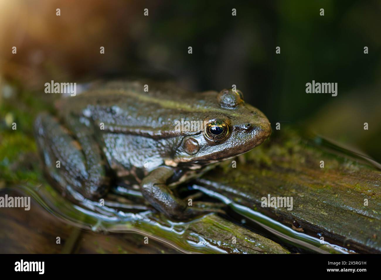 Aga toad, bufo marinus sitting on a tree log, amphibian inhabitant in wetland eco system, Haff Reimech Stock Photo