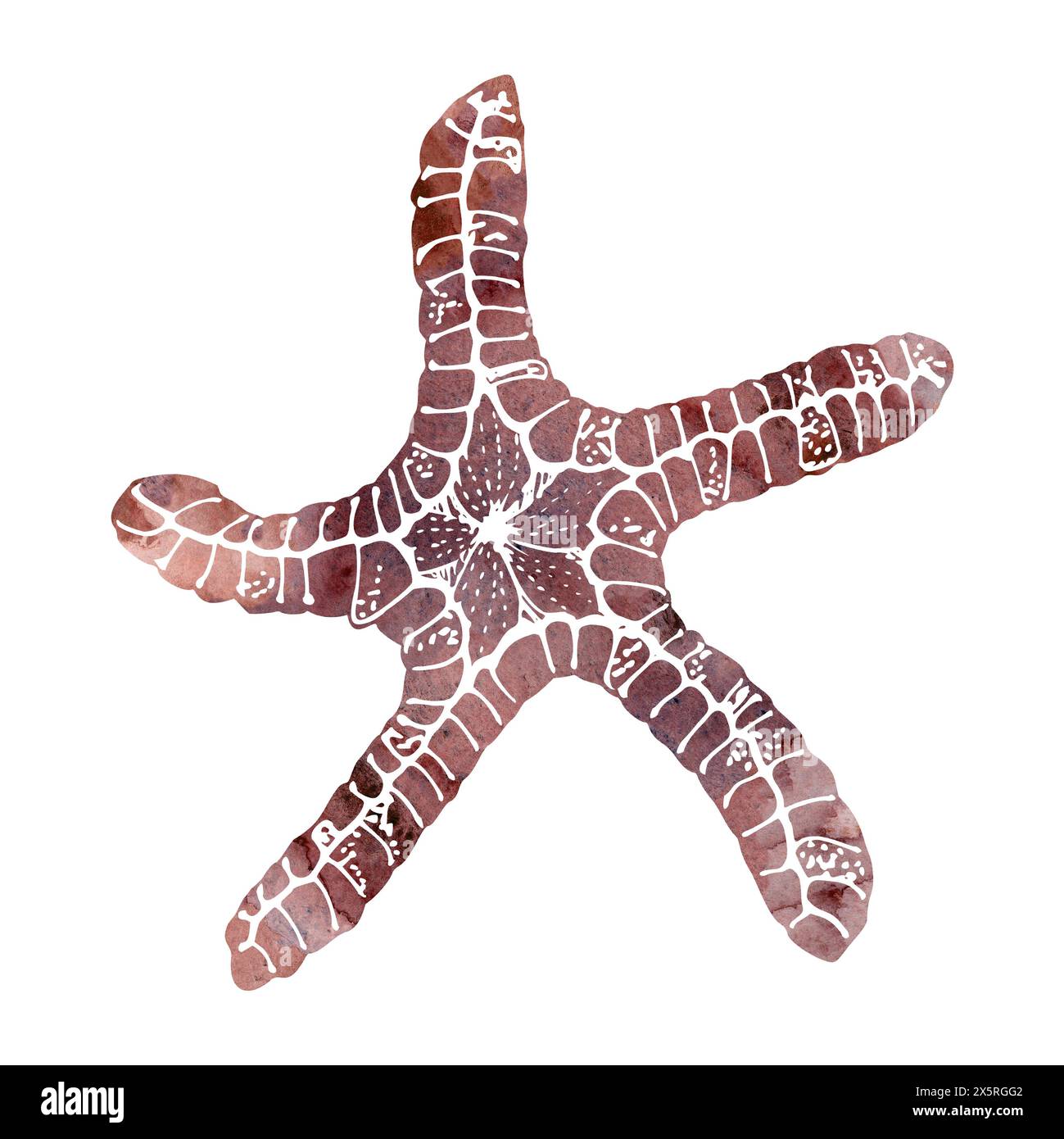 Watercolor and ink hand drawn marine life, sea ocean underwater creatures. fish, shells algae seaweed. Single object illustration, stylized, isolated Stock Photo